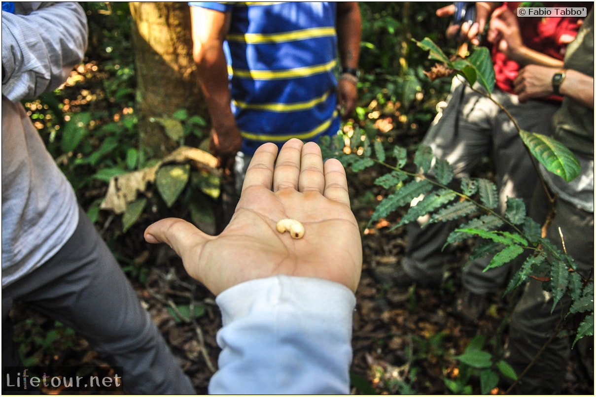 Fabio's LifeTour - Brazil (2015 April-June and October) - Manaus - Amazon Jungle - Jungle trekking - 3- Nasty bugs - 9786