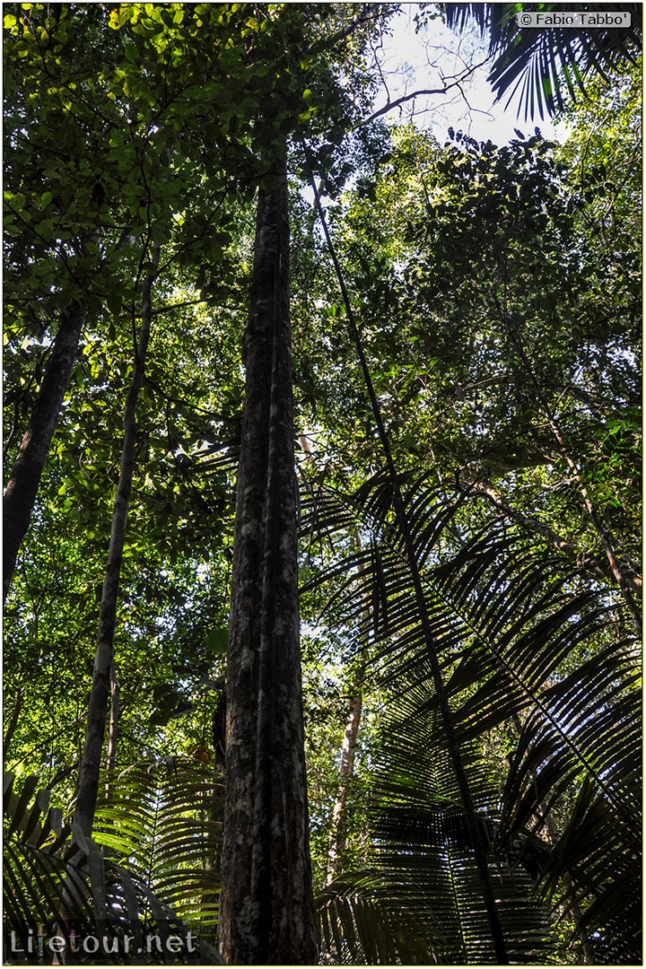 Fabio's LifeTour - Brazil (2015 April-June and October) - Manaus - Amazon Jungle - Jungle trekking - 4- Tarzan swinging - 9384