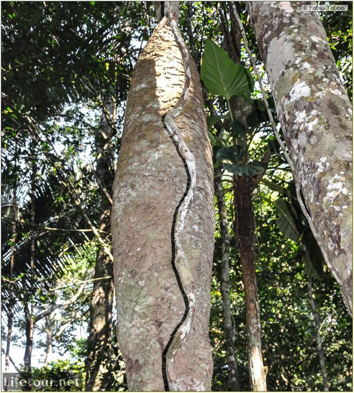 Fabio's LifeTour - Brazil (2015 April-June and October) - Manaus - Amazon Jungle - Jungle trekking - 4- Tarzan swinging - 9671