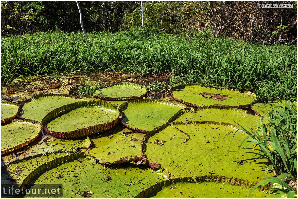 Fabio's LifeTour - Brazil (2015 April-June and October) - Manaus - Amazon Jungle - Parque do Janauary - 3- Water lilies - 10998