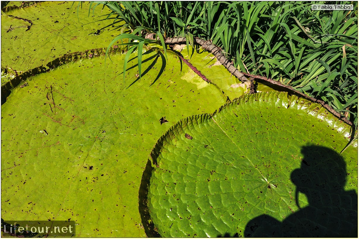 Fabio's LifeTour - Brazil (2015 April-June and October) - Manaus - Amazon Jungle - Parque do Janauary - 3- Water lilies - 11009