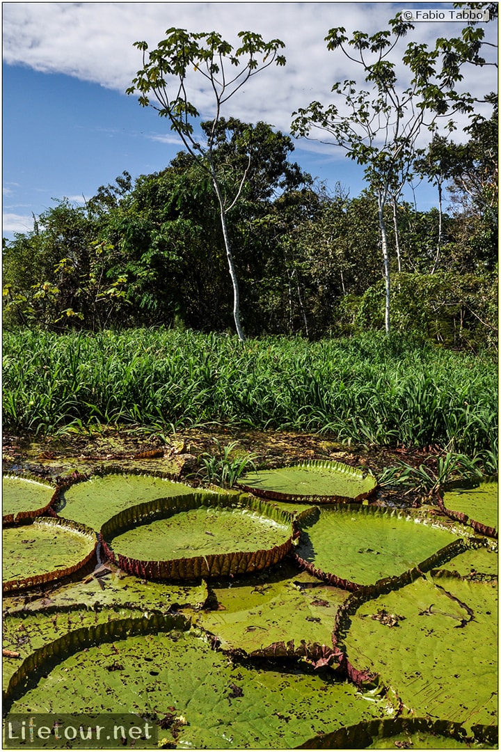 Fabio's LifeTour - Brazil (2015 April-June and October) - Manaus - Amazon Jungle - Parque do Janauary - 3- Water lilies - 11037