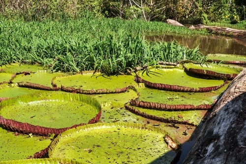 Fabio's LifeTour - Brazil (2015 April-June and October) - Manaus - Amazon Jungle - Parque do Janauary - 3- Water lilies - 11047 cover