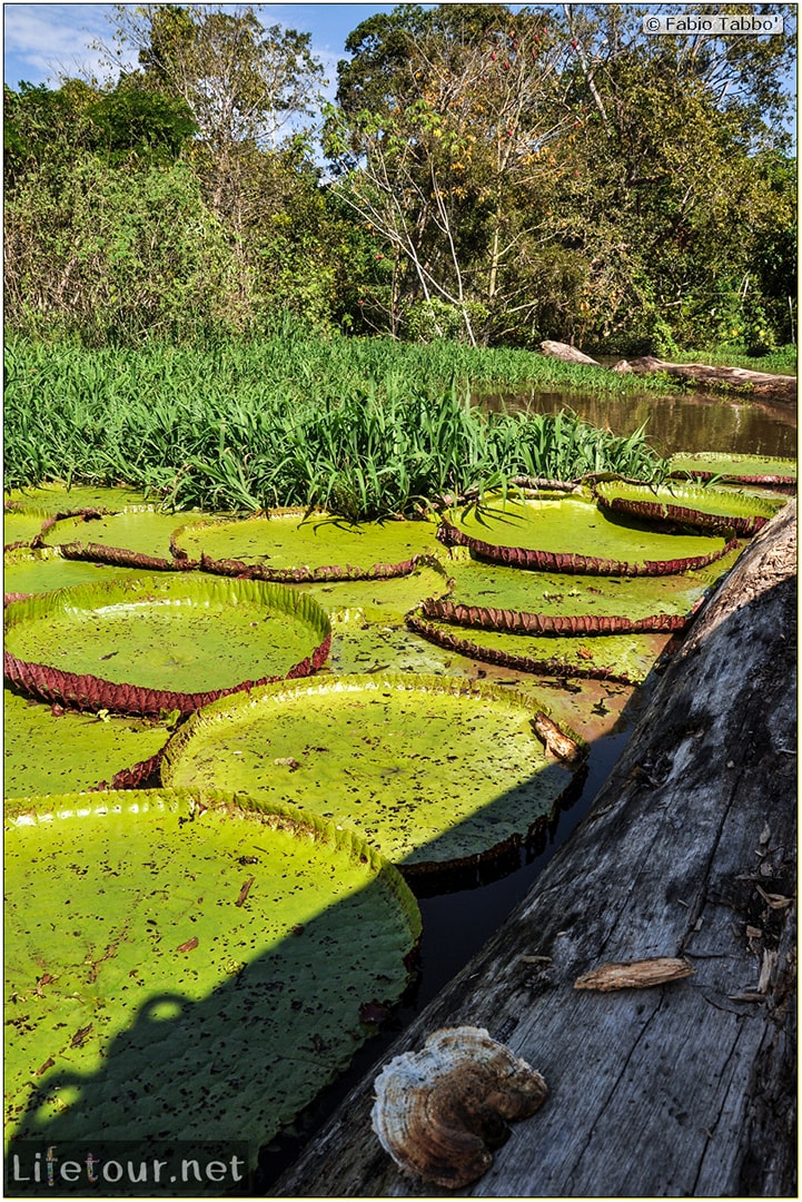 Fabio's LifeTour - Brazil (2015 April-June and October) - Manaus - Amazon Jungle - Parque do Janauary - 3- Water lilies - 11047 cover