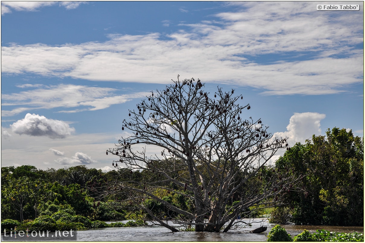 Fabio's LifeTour - Brazil (2015 April-June and October) - Manaus - Amazon Jungle - Parque do Janauary - 3- Water lilies - 11119