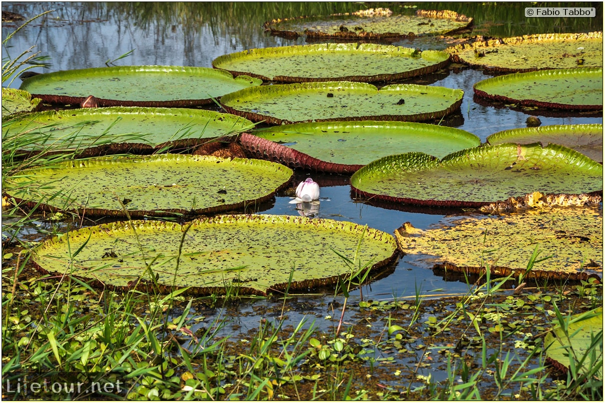 Fabio's LifeTour - Brazil (2015 April-June and October) - Manaus - Amazon Jungle - Parque do Janauary - 3- Water lilies - 9644 cover