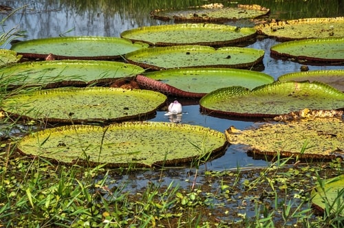 Fabio's LifeTour - Brazil (2015 April-June and October) - Manaus - Amazon Jungle - Parque do Janauary - 3- Water lilies - 9644 cover