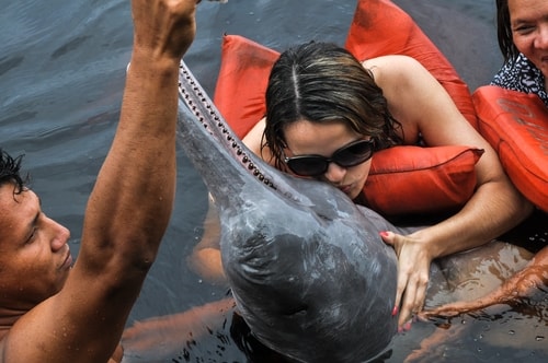 Fabio's LifeTour - Brazil (2015 April-June and October) - Manaus - Amazon Jungle - Pink dolphin petting (Botos encounter) - 4096 cover