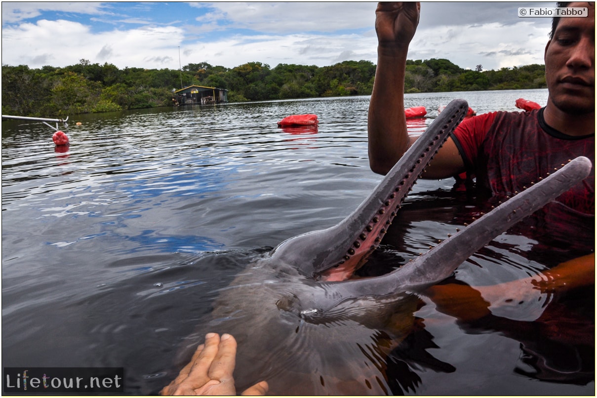 Fabio's LifeTour - Brazil (2015 April-June and October) - Manaus - Amazon Jungle - Pink dolphin petting (Botos encounter) - 5002