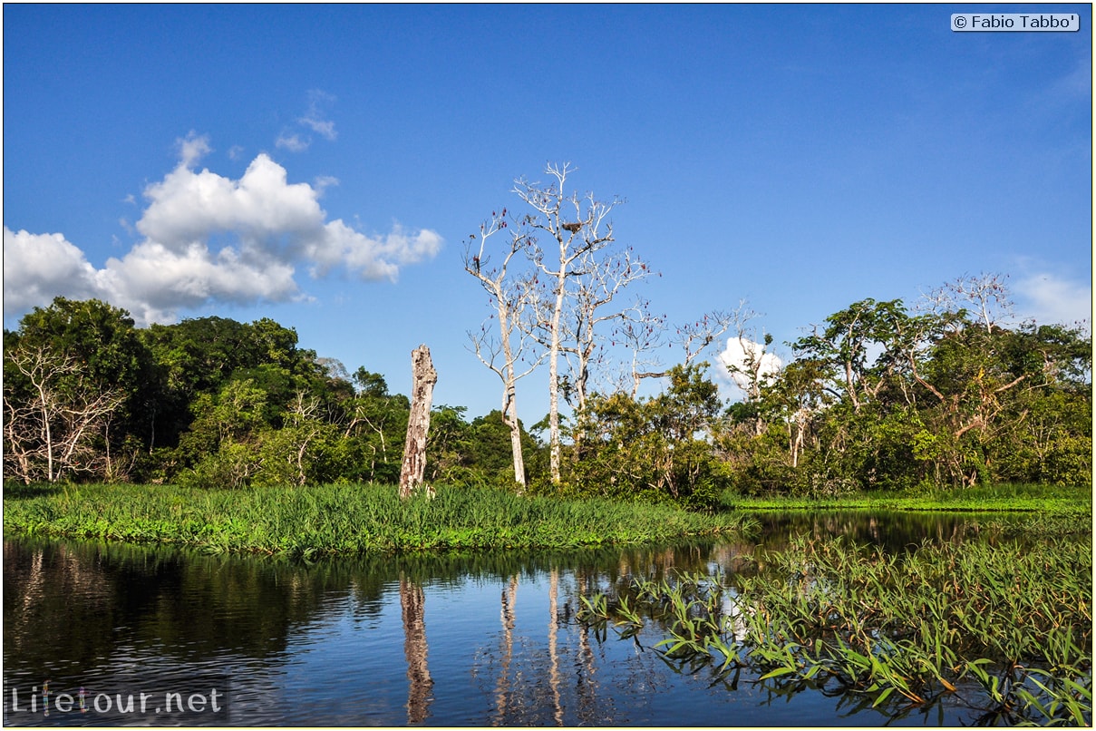 Fabio's LifeTour - Brazil (2015 April-June and October) - Manaus - Amazon Jungle - Piranha fishing - 10203