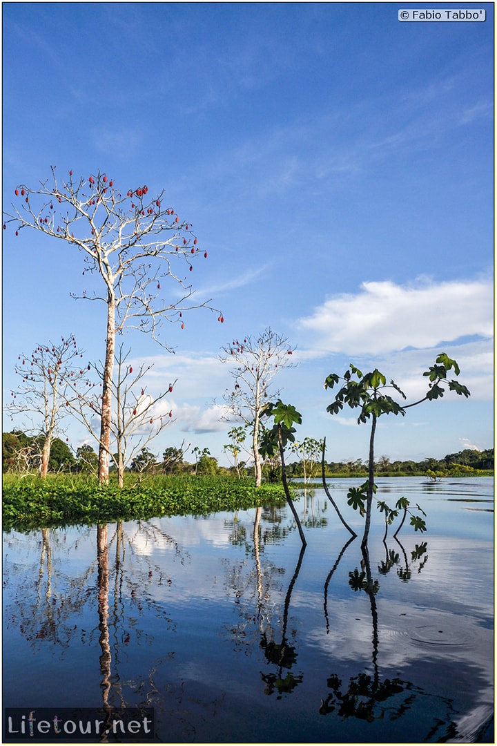 Fabio's LifeTour - Brazil (2015 April-June and October) - Manaus - Amazon Jungle - Piranha fishing - 10656 cover
