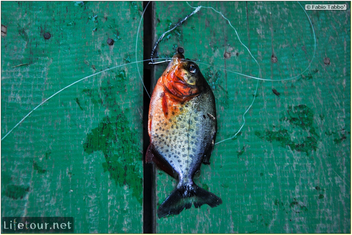 Fabio's LifeTour - Brazil (2015 April-June and October) - Manaus - Amazon Jungle - Piranha fishing - 10771 cover