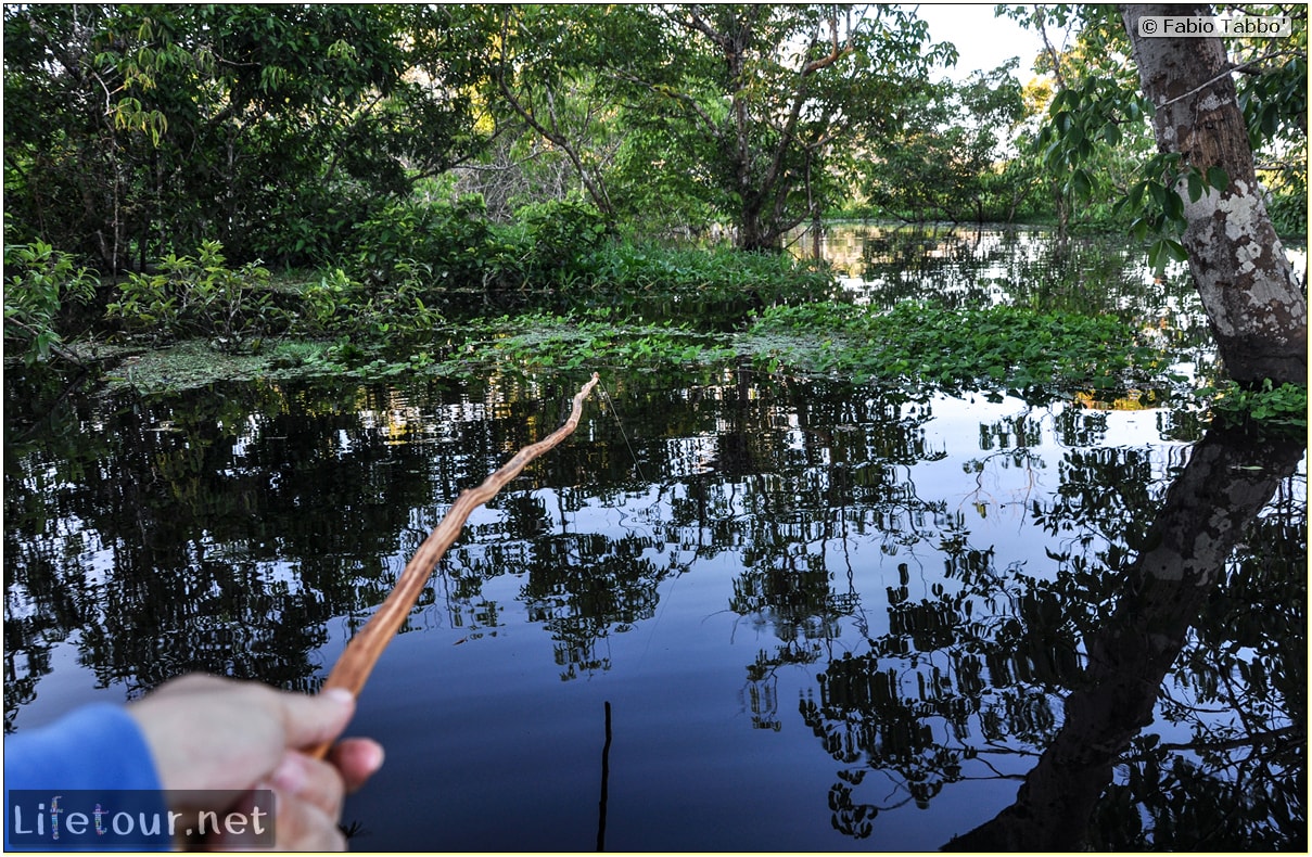 Fabio's LifeTour - Brazil (2015 April-June and October) - Manaus - Amazon Jungle - Piranha fishing - 10802