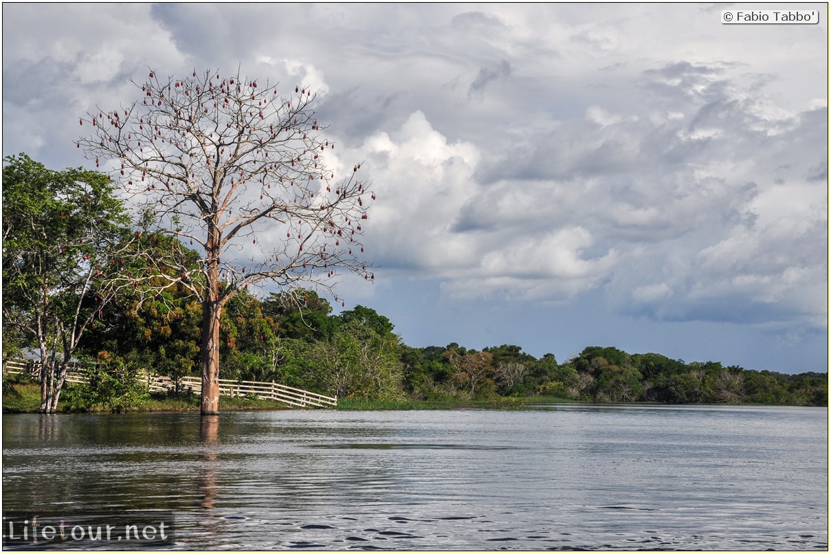 Fabio's LifeTour - Brazil (2015 April-June and October) - Manaus - Amazon Jungle - Piranha fishing - 8731