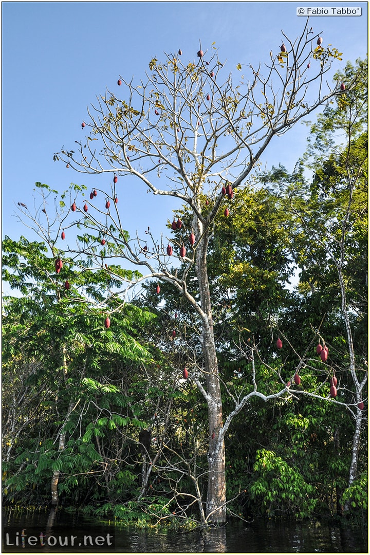 Fabio's LifeTour - Brazil (2015 April-June and October) - Manaus - Amazon Jungle - Piranha fishing - 9030