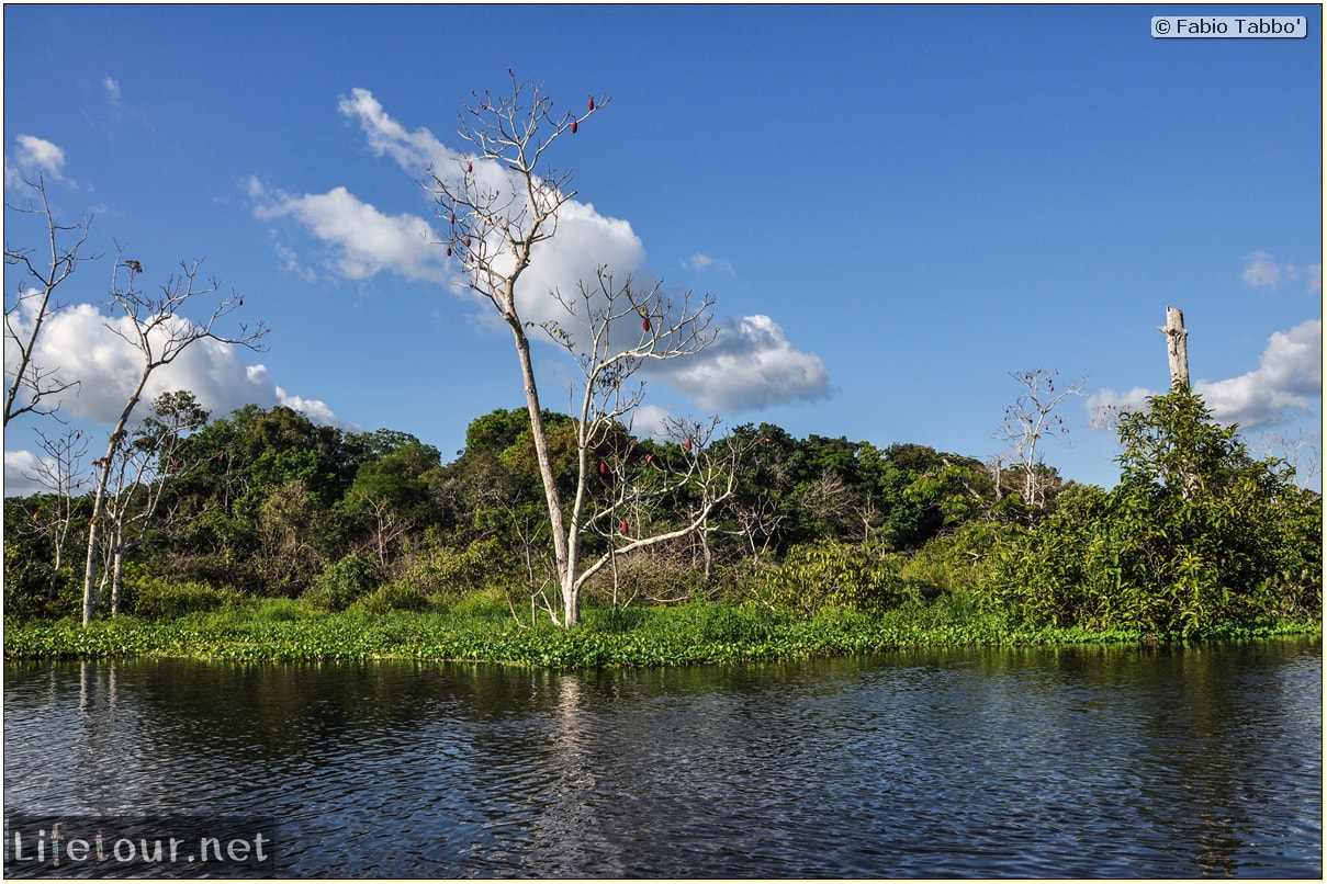 Fabio's LifeTour - Brazil (2015 April-June and October) - Manaus - Amazon Jungle - Piranha fishing - 9920