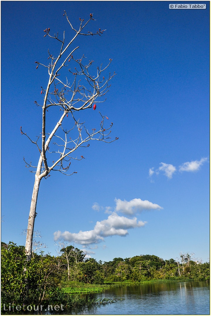 Fabio's LifeTour - Brazil (2015 April-June and October) - Manaus - Amazon Jungle - Piranha fishing - 9963