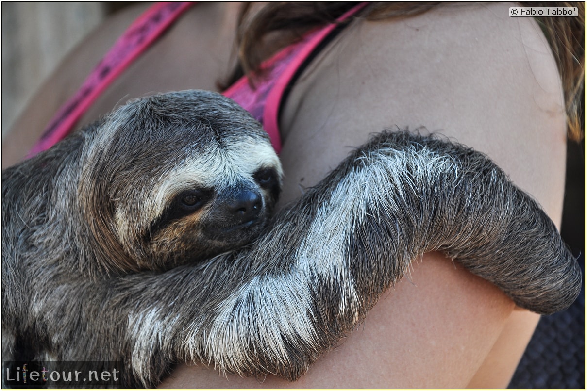 Fabio's LifeTour - Brazil (2015 April-June and October) - Manaus - Amazon Jungle - Sloth petting - 10897