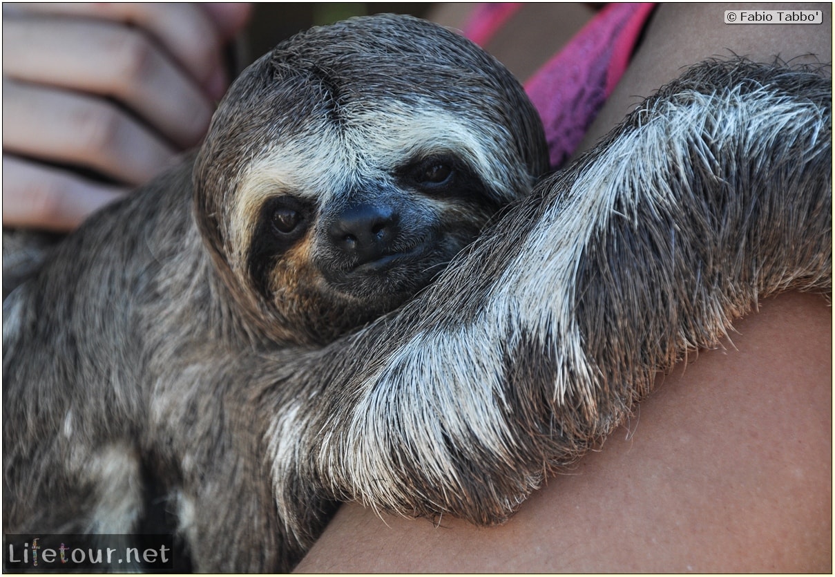 Fabio's LifeTour - Brazil (2015 April-June and October) - Manaus - Amazon Jungle - Sloth petting - 10954 cover