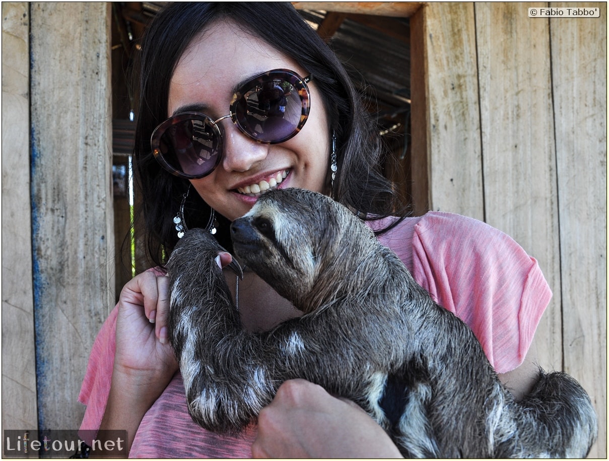 Fabio's LifeTour - Brazil (2015 April-June and October) - Manaus - Amazon Jungle - Sloth petting - 11046