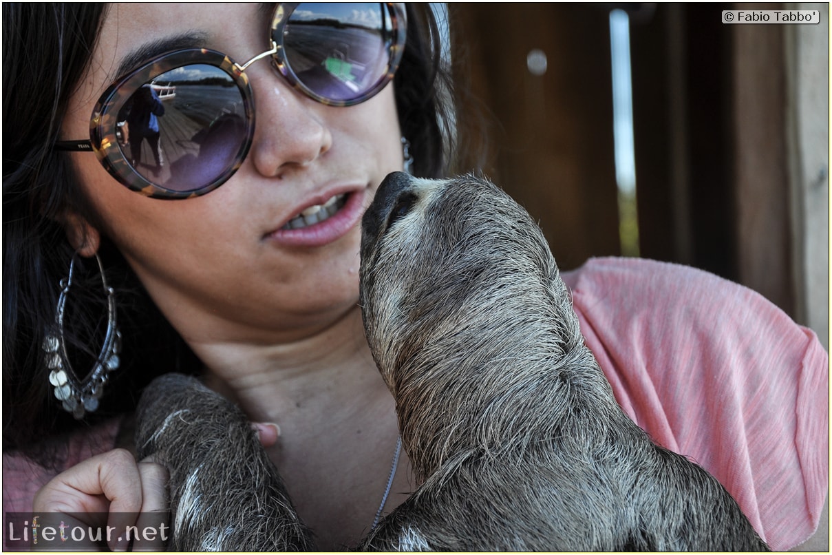 Fabio's LifeTour - Brazil (2015 April-June and October) - Manaus - Amazon Jungle - Sloth petting - 11060 cover