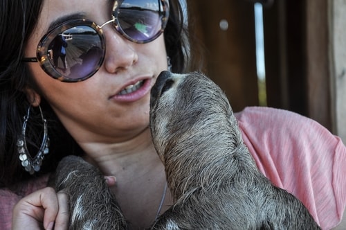 Fabio's LifeTour - Brazil (2015 April-June and October) - Manaus - Amazon Jungle - Sloth petting - 11060 cover