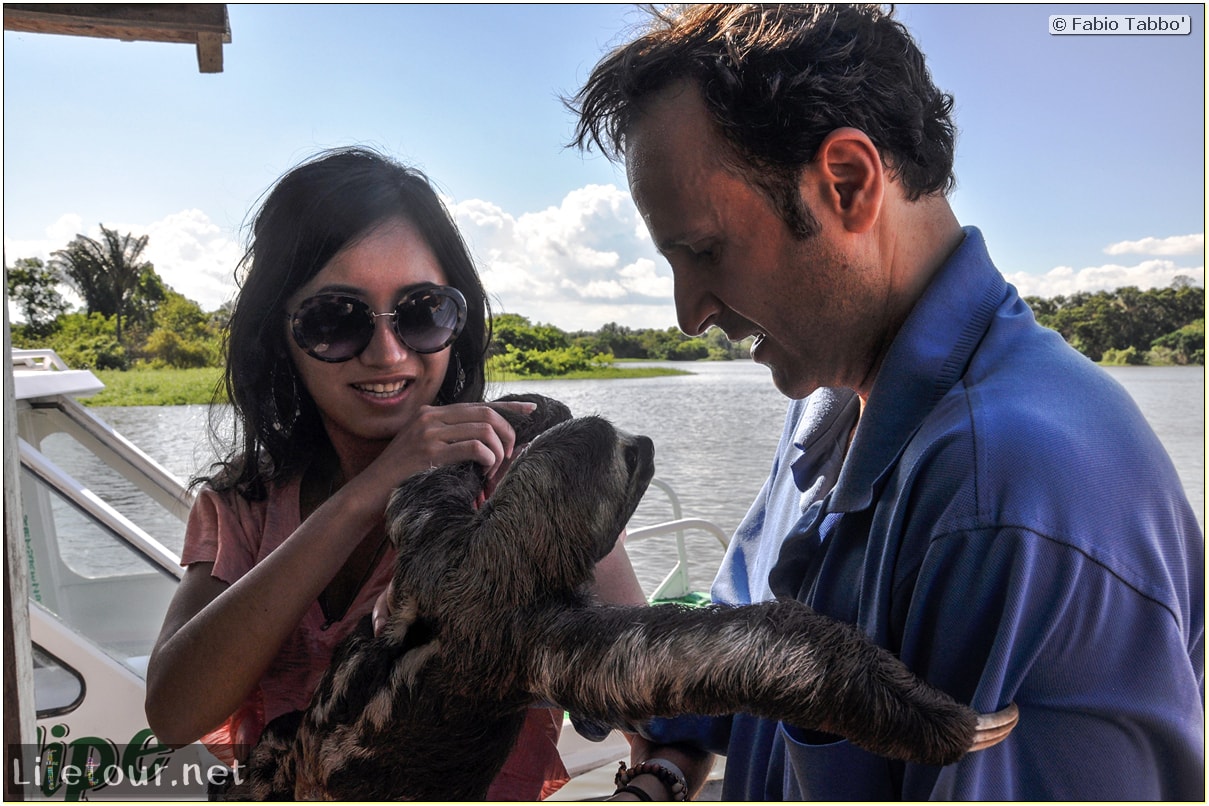 Fabio's LifeTour - Brazil (2015 April-June and October) - Manaus - Amazon Jungle - Sloth petting - 11117