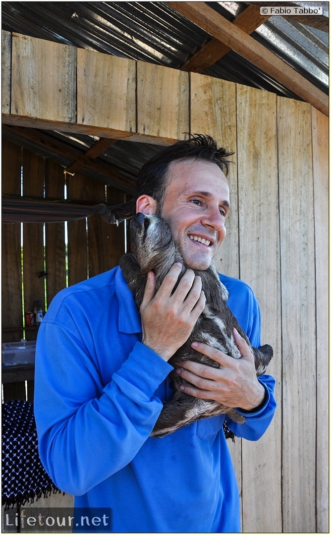 Fabio's LifeTour - Brazil (2015 April-June and October) - Manaus - Amazon Jungle - Sloth petting - 11164