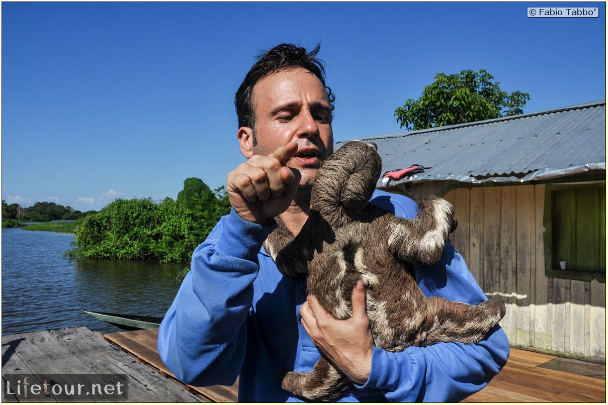 Fabio's LifeTour - Brazil (2015 April-June and October) - Manaus - Amazon Jungle - Sloth petting - 11275 cover