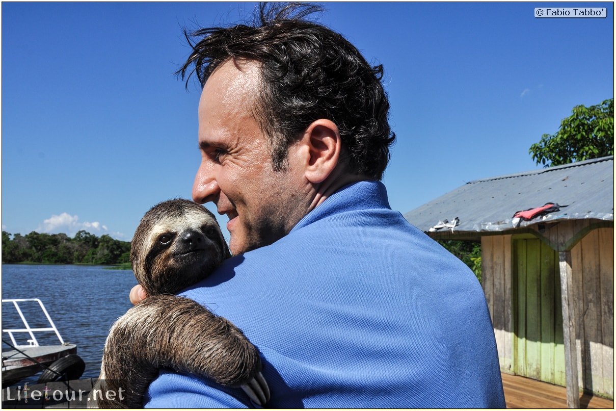 Fabio's LifeTour - Brazil (2015 April-June and October) - Manaus - Amazon Jungle - Sloth petting - 11351