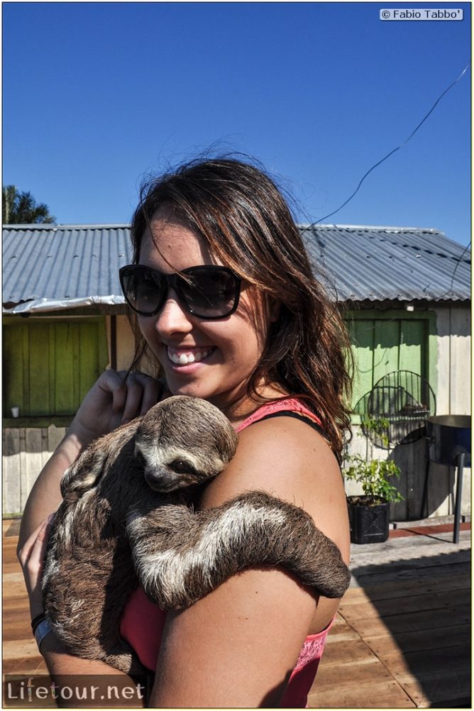 Fabio's LifeTour - Brazil (2015 April-June and October) - Manaus - Amazon Jungle - Sloth petting - 11369