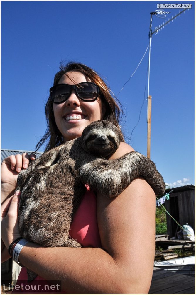 Fabio's LifeTour - Brazil (2015 April-June and October) - Manaus - Amazon Jungle - Sloth petting - 11391