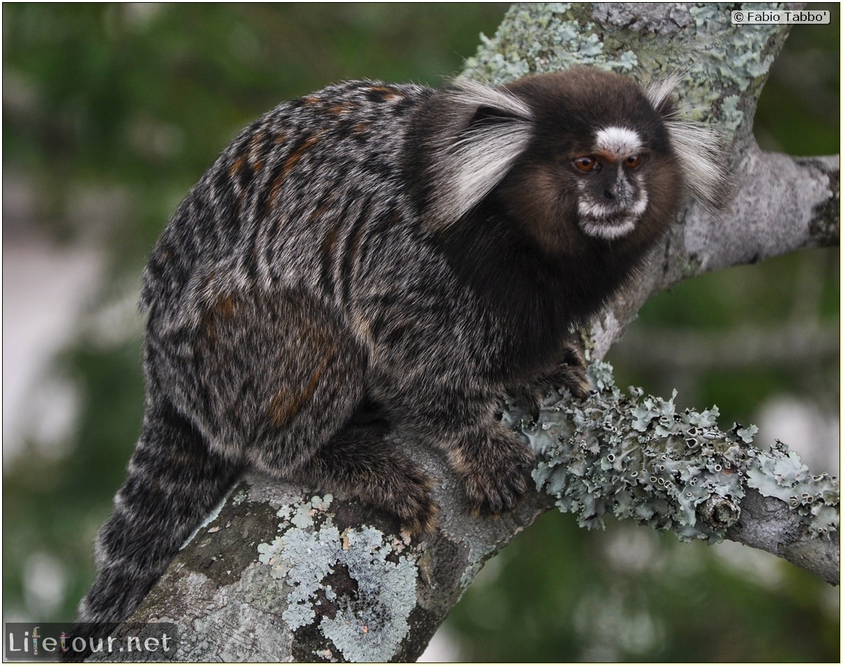 Fabio's LifeTour - Brazil (2015 April-June and October) - Rio De Janeiro - Corcovado - Playing with Monkeys-Raccoons - 8076