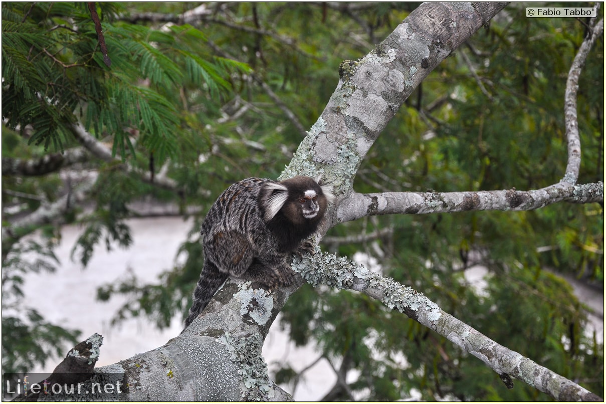 Fabio's LifeTour - Brazil (2015 April-June and October) - Rio De Janeiro - Corcovado - Playing with Monkeys-Raccoons - 8193