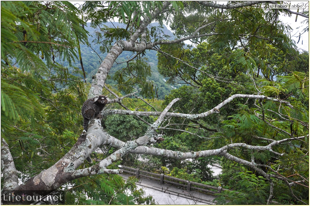 Fabio's LifeTour - Brazil (2015 April-June and October) - Rio De Janeiro - Corcovado - Playing with Monkeys-Raccoons - 8560