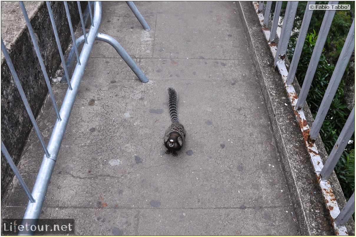 Fabio's LifeTour - Brazil (2015 April-June and October) - Rio De Janeiro - Corcovado - Playing with Monkeys-Raccoons - 8696