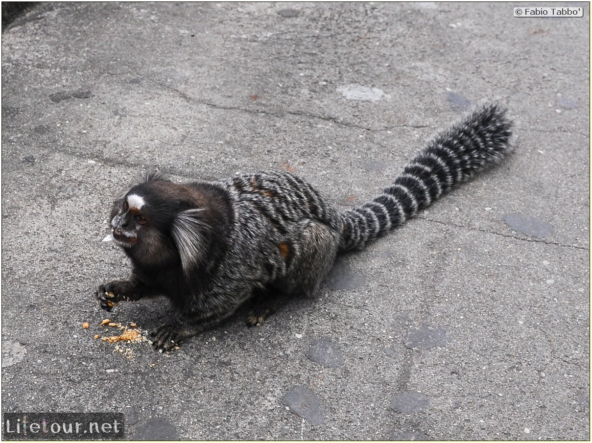 Fabio's LifeTour - Brazil (2015 April-June and October) - Rio De Janeiro - Corcovado - Playing with Monkeys-Raccoons - 8890