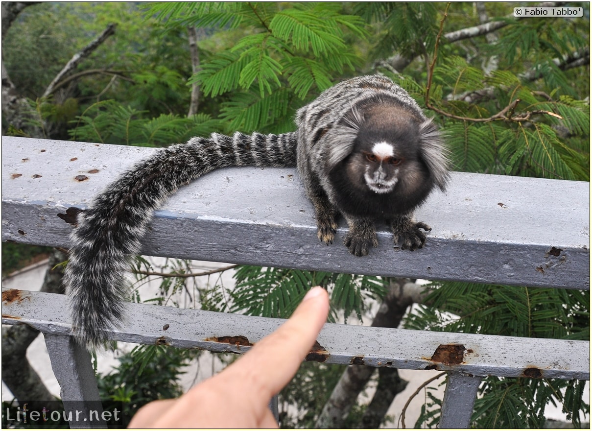 Fabio's LifeTour - Brazil (2015 April-June and October) - Rio De Janeiro - Corcovado - Playing with Monkeys-Raccoons - 9072 cover