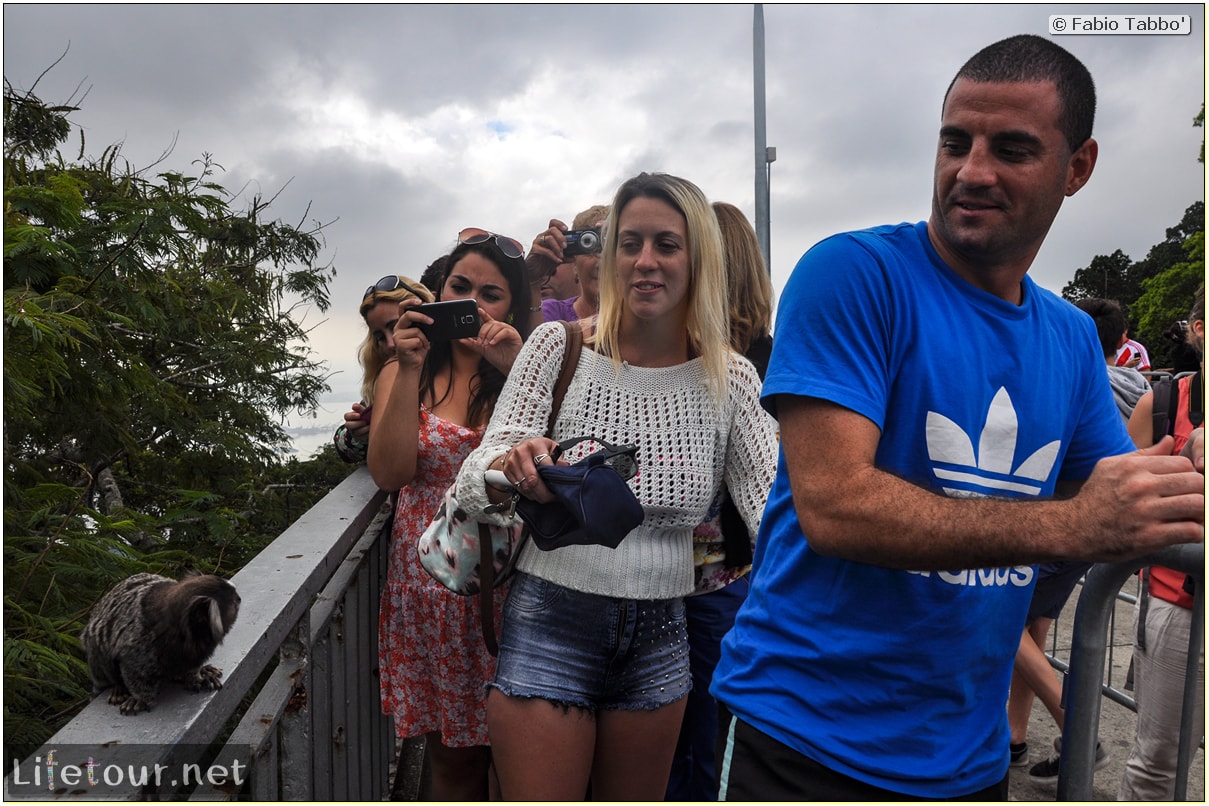 Fabio's LifeTour - Brazil (2015 April-June and October) - Rio De Janeiro - Corcovado - Playing with Monkeys-Raccoons - 9194