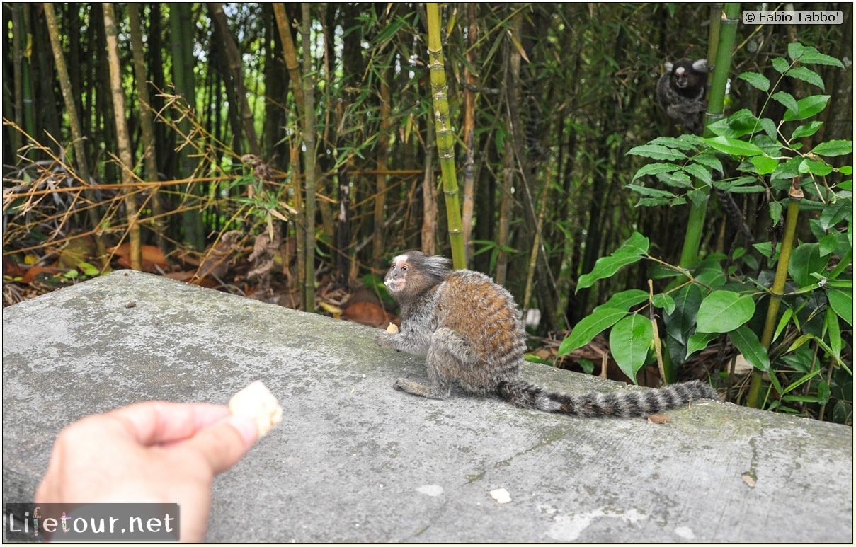 Rio De Janeiro - Trilha Do P¦o De Açúcar - 3- Feeding the monkey-raccoons - 526