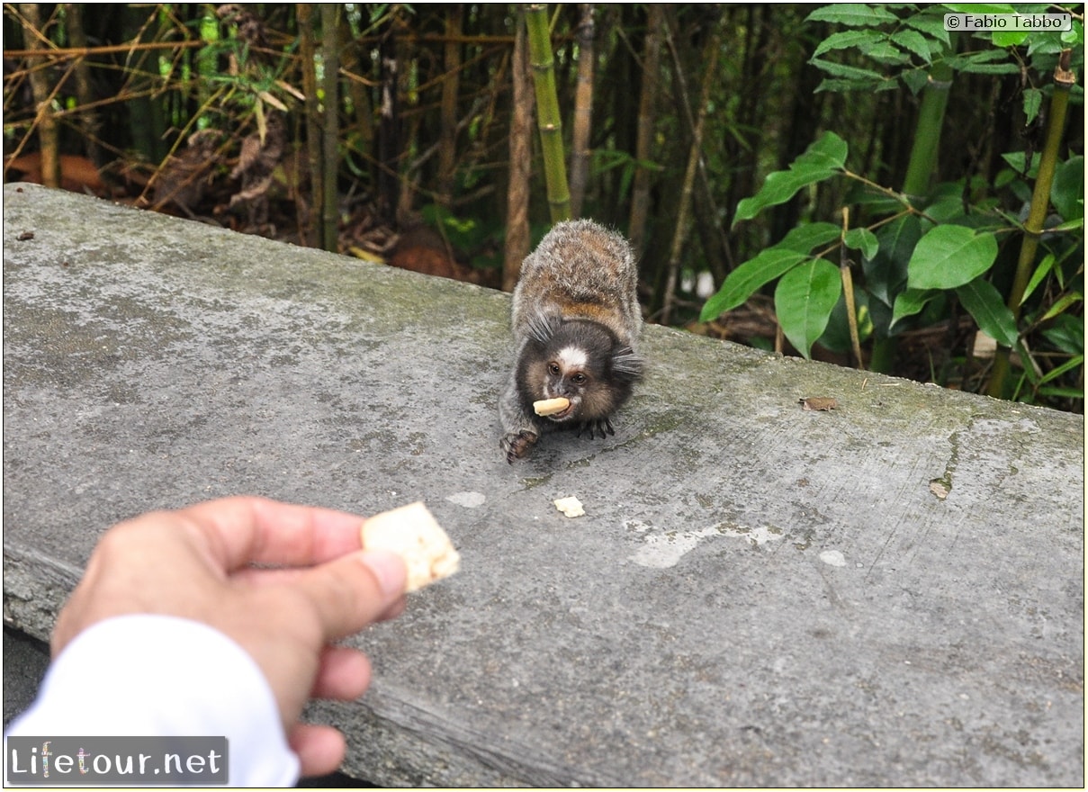 Rio De Janeiro - Trilha Do P¦o De Açúcar - 3- Feeding the monkey-raccoons - 530 cover