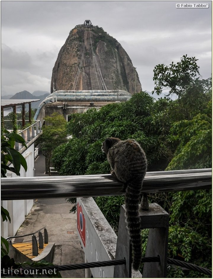 Rio De Janeiro - Trilha Do P¦o De Açúcar - 3- Feeding the monkey-raccoons - 702