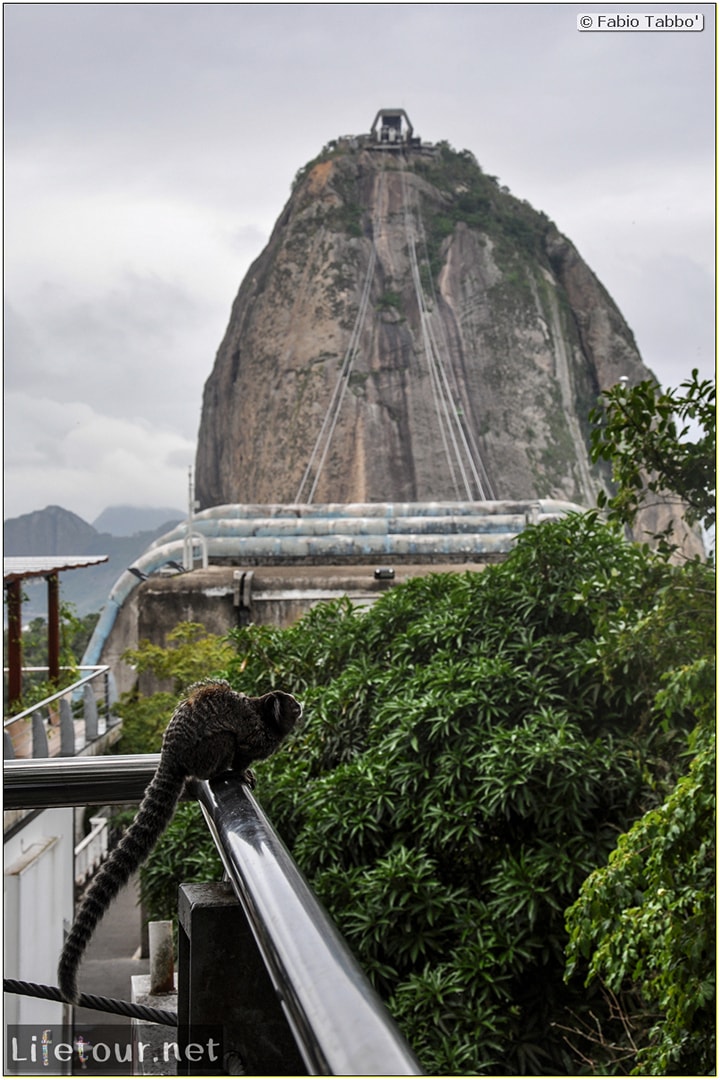 Rio De Janeiro - Trilha Do P¦o De Açúcar - 3- Feeding the monkey-raccoons - 722