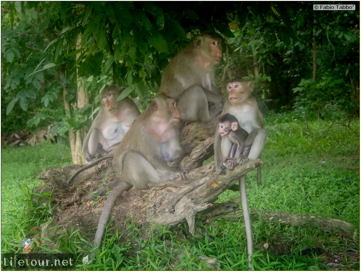 Fabio_s-LifeTour---Cambodia-(2017-July-August)---Siem-Reap-(Angkor)---Angkor-temples---Angkor-Wat---Monkeys-in-Angkor-Wat---20240