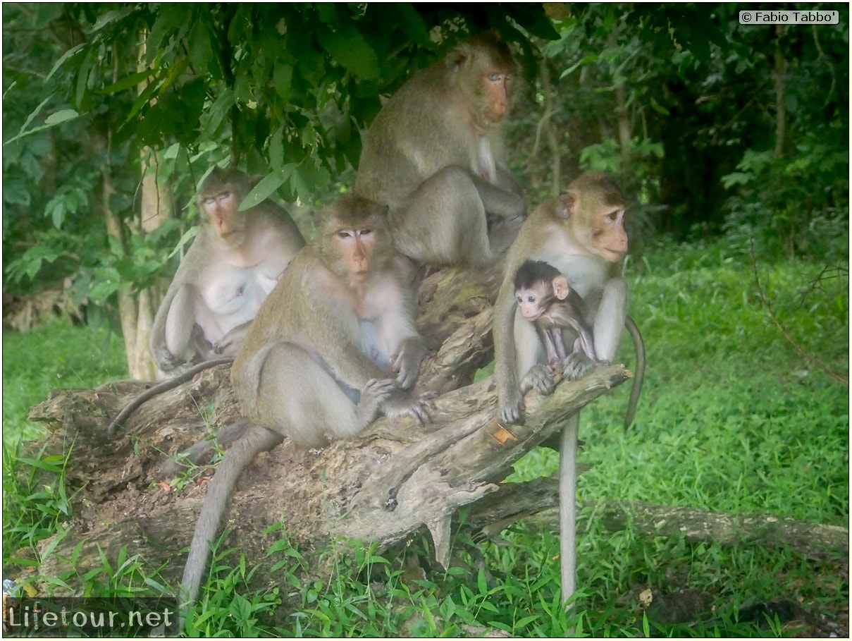 Fabio_s-LifeTour---Cambodia-(2017-July-August)---Siem-Reap-(Angkor)---Angkor-temples---Angkor-Wat---Monkeys-in-Angkor-Wat---20241-cover