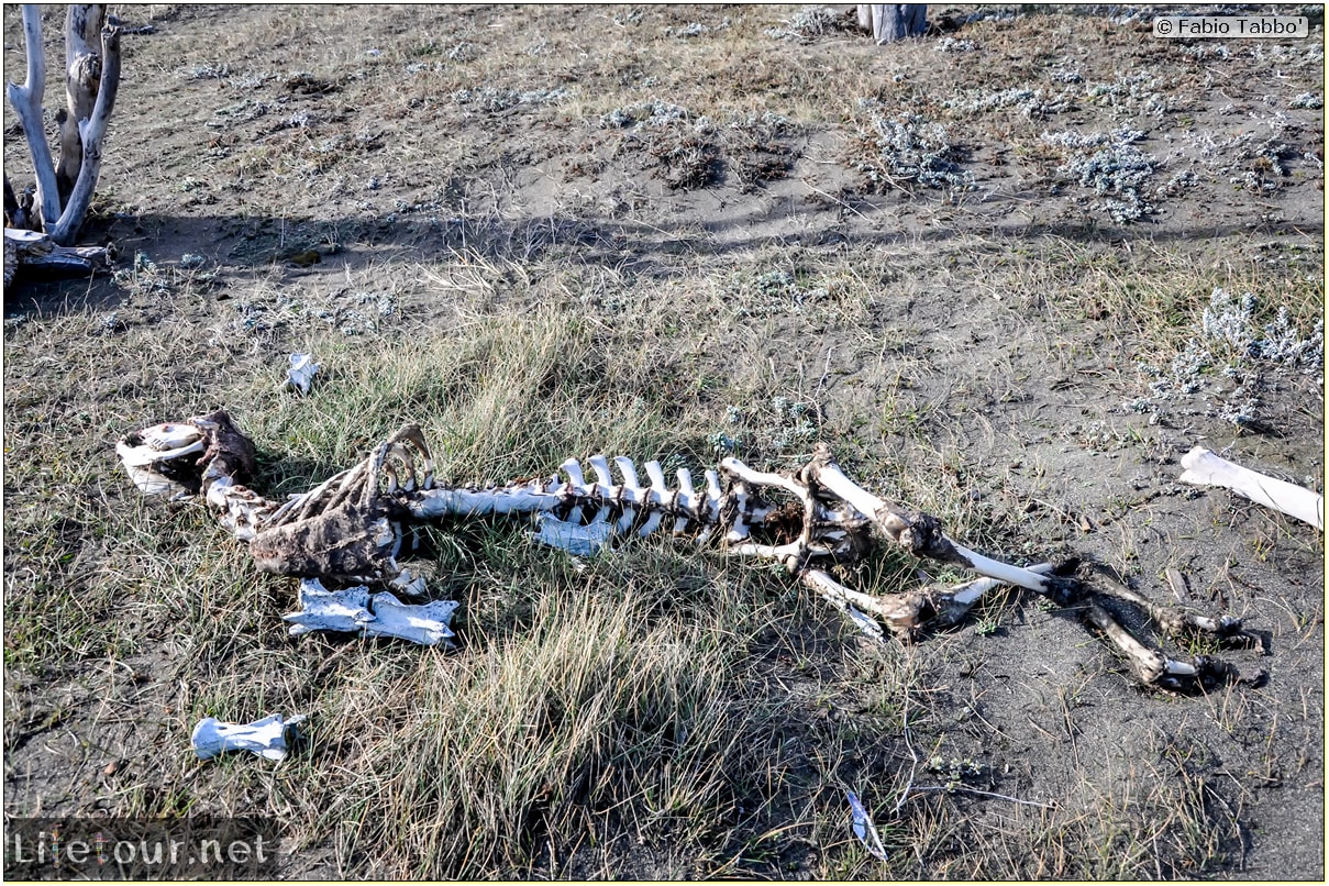 Fabio_s-LifeTour---Chile-(2015-September)---Porvenir---Tierra-del-Fuego---Parque-Penguinos-Rey---1--The-scientific-base---8829