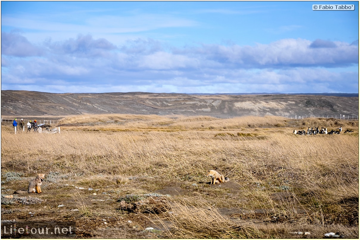 Fabio_s-LifeTour---Chile-(2015-September)---Porvenir---Tierra-del-Fuego---Parque-Penguinos-Rey---2--Foxes---10909 cover