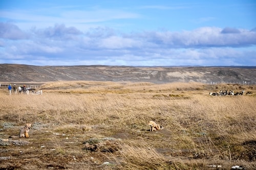 Fabio_s-LifeTour---Chile-(2015-September)---Porvenir---Tierra-del-Fuego---Parque-Penguinos-Rey---2--Foxes---10909 cover