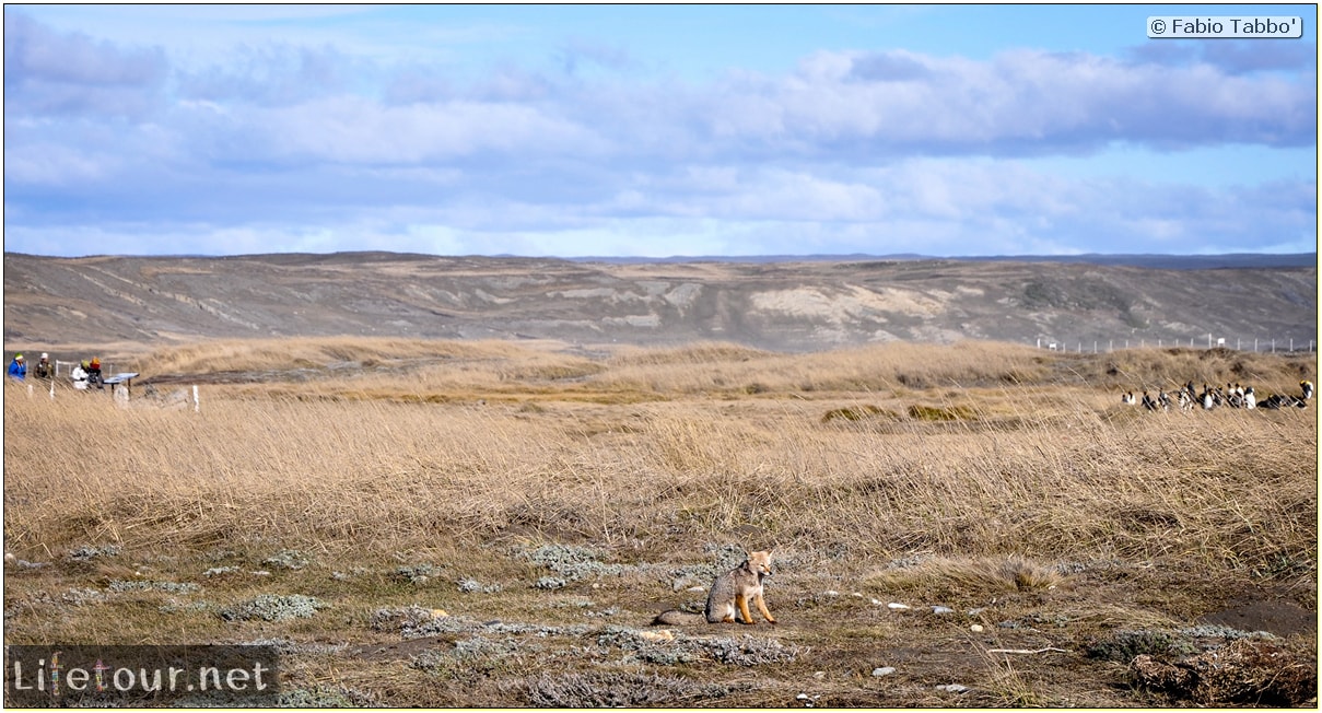 Fabio_s-LifeTour---Chile-(2015-September)---Porvenir---Tierra-del-Fuego---Parque-Penguinos-Rey---2--Foxes---10988 cover