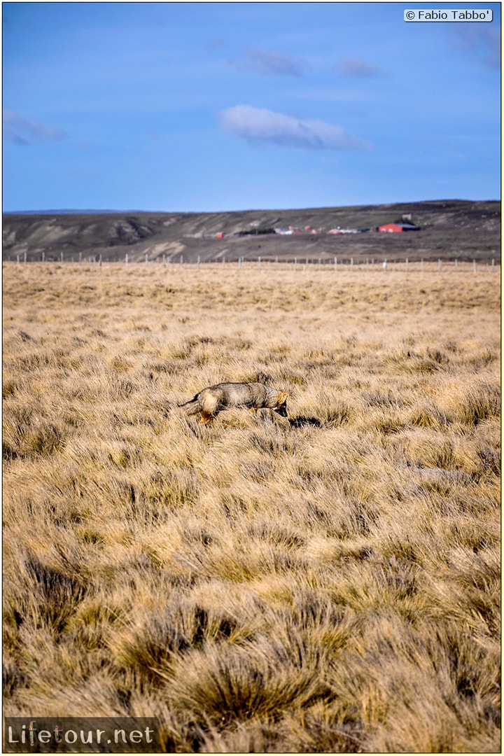 Fabio_s-LifeTour---Chile-(2015-September)---Porvenir---Tierra-del-Fuego---Parque-Penguinos-Rey---2--Foxes---11098
